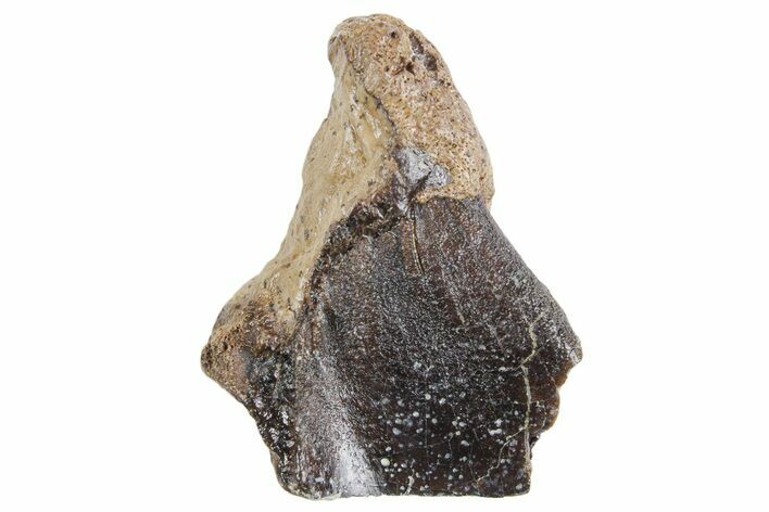 Fossil Triceratops Shed Tooth - Wyoming #358253